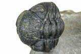 Two Morocops Trilobite Fossils - One Enrolled, One Prone #376926-6